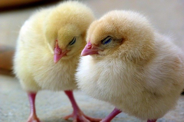 chicks-1444525_640